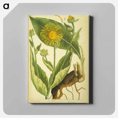 アートパネル-Elecampane =: Helenium
 - 国立医学図書館 Canvas.