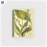 アートメモ帳-Elecampane =: Helenium
 - 国立医学図書館 Memo.