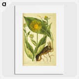 アートポスター-Elecampane =: Helenium
 - 国立医学図書館 Poster.