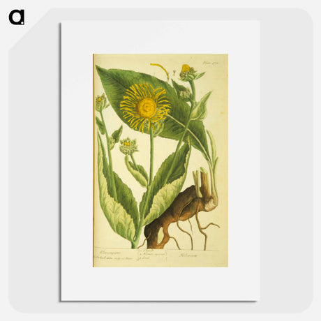 アートポスター-Elecampane =: Helenium
 - 国立医学図書館 Poster.