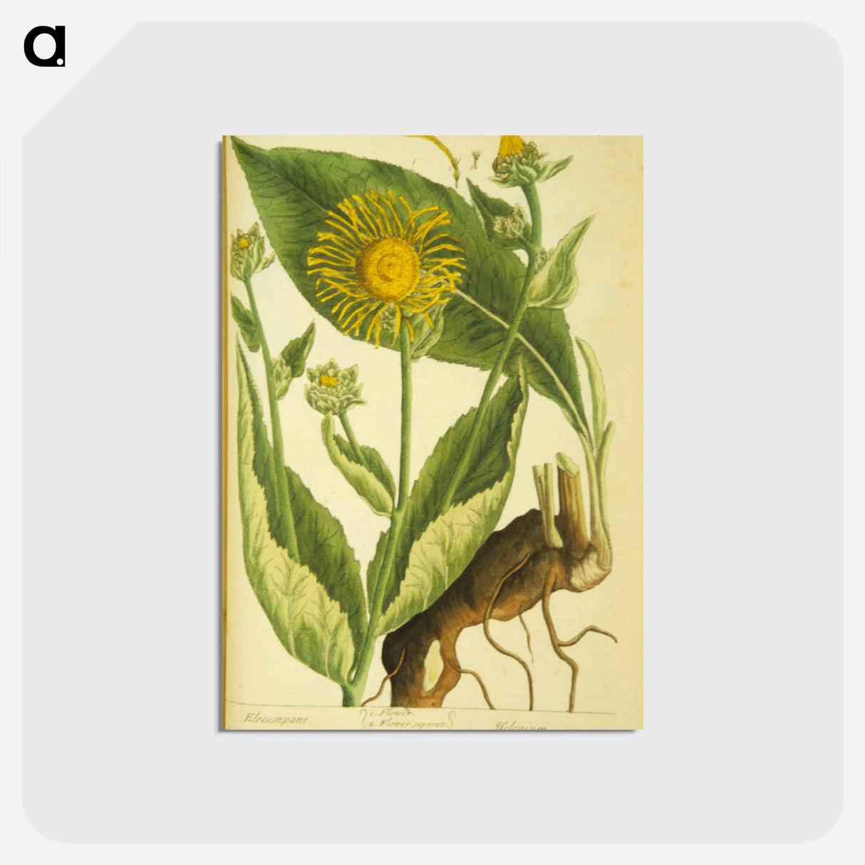 アートポストカード-Elecampane =: Helenium
 - 国立医学図書館 Postcard.