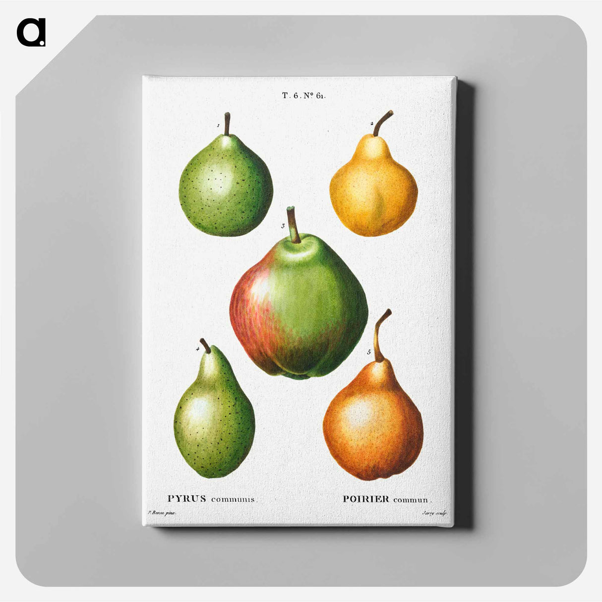 アートパネル-Pear, Pyrus communis - ピエール ジョゼフ ルドゥーテ Canvas.