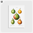 アートポストカード-Pear, Pyrus communis - ピエール ジョゼフ ルドゥーテ Postcard.