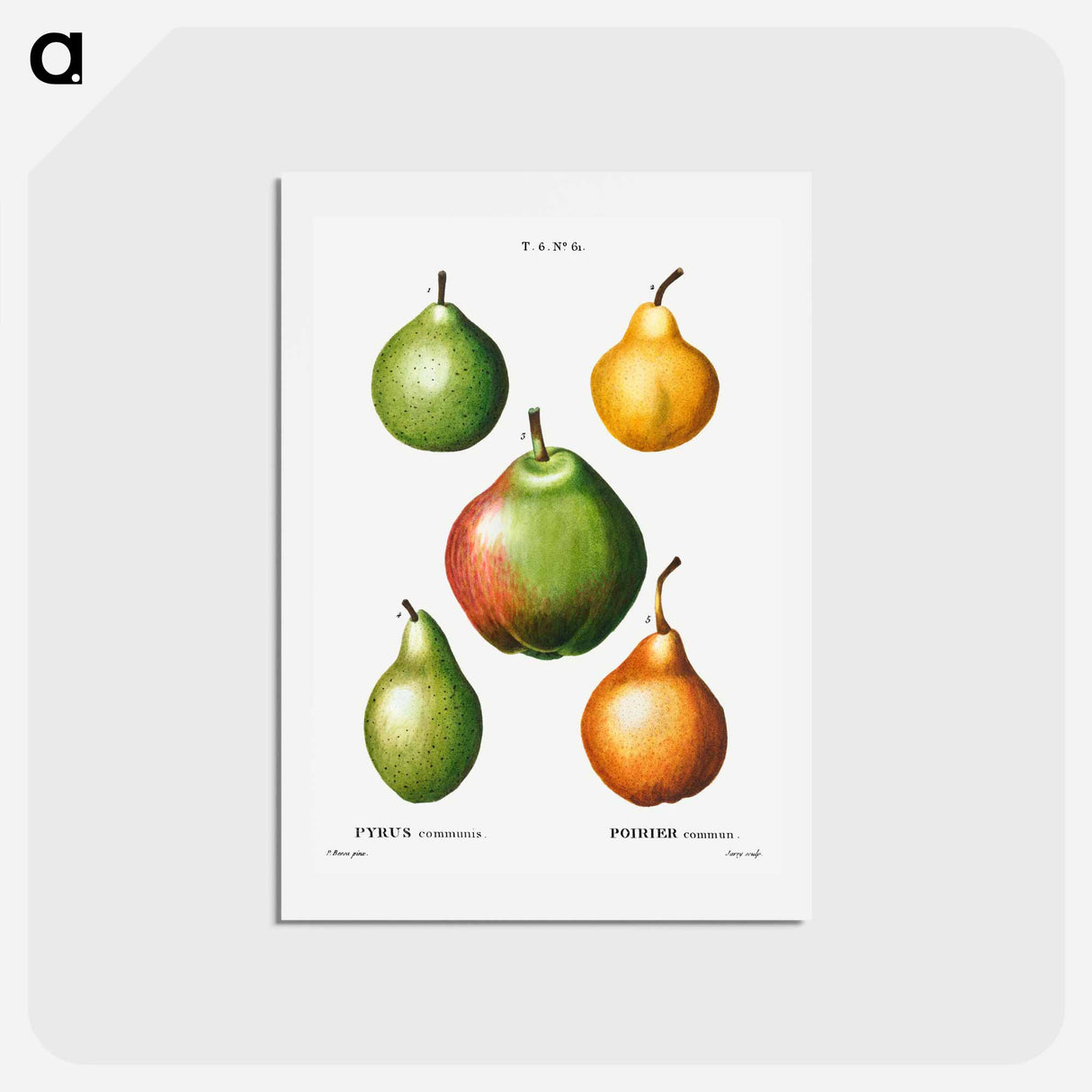 アートポストカード-Pear, Pyrus communis - ピエール ジョゼフ ルドゥーテ Postcard.