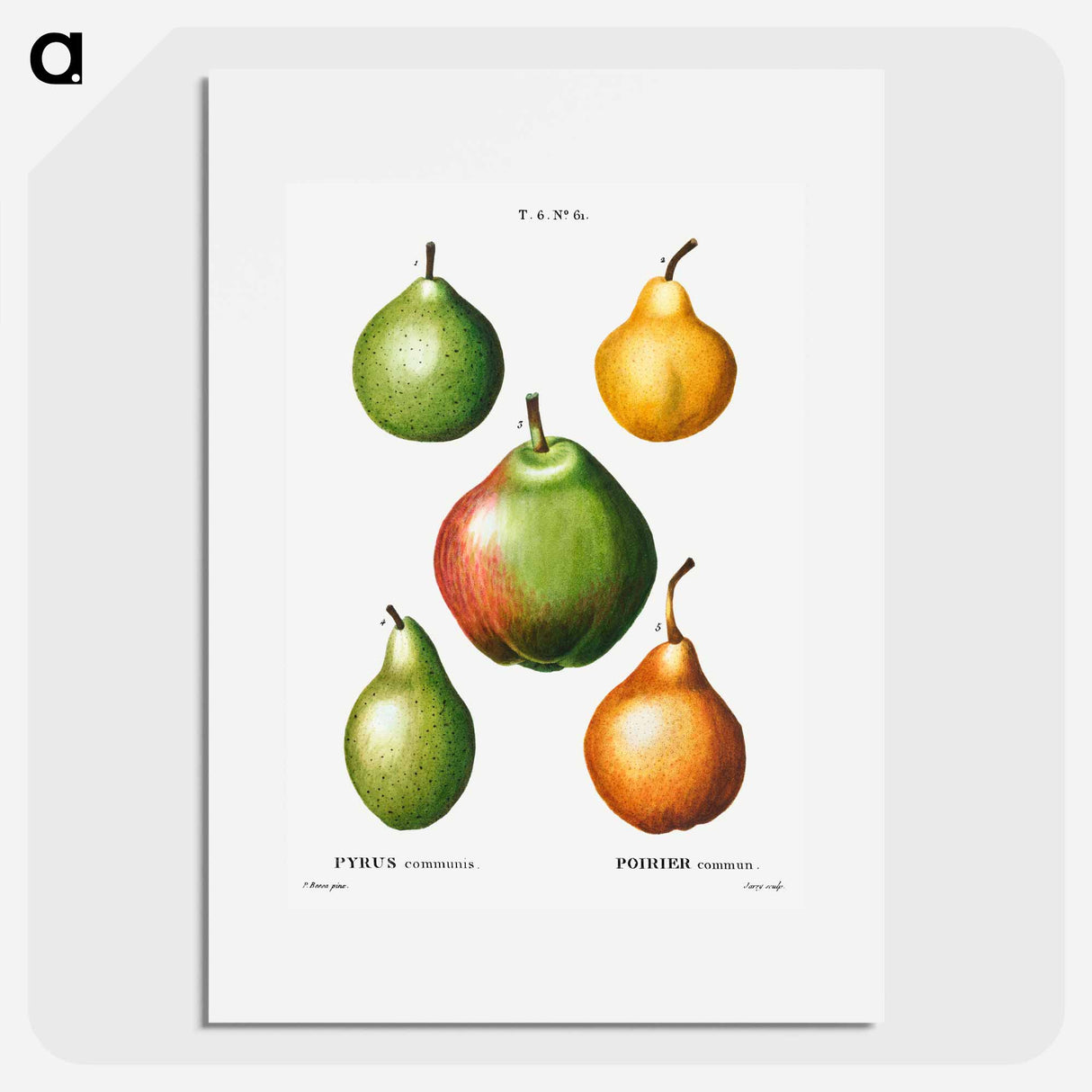 Pear, Pyrus communis - ピエール ジョゼフ ルドゥーテ Poster.