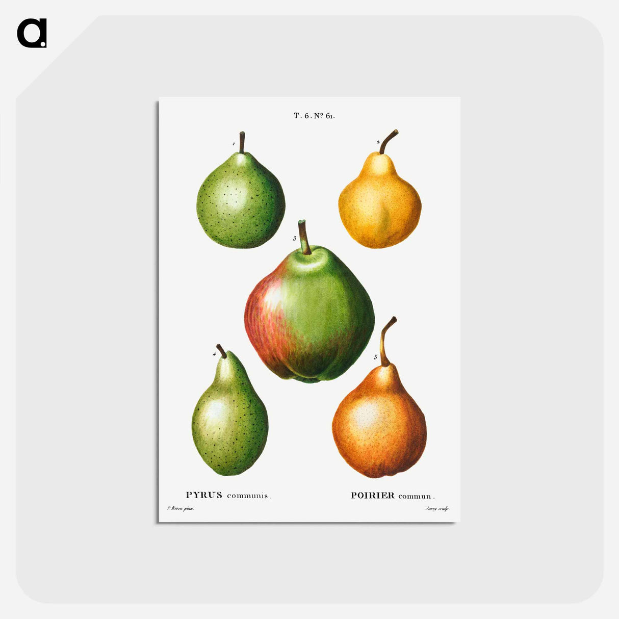 アートポストカード-Pear, Pyrus communis - ピエール ジョゼフ ルドゥーテ Postcard.