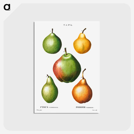 アートポストカード-Pear, Pyrus communis - ピエール ジョゼフ ルドゥーテ Postcard.