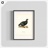 3-49_Svenska-Faglar_blk
