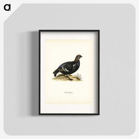 3-49_Svenska-Faglar_blk