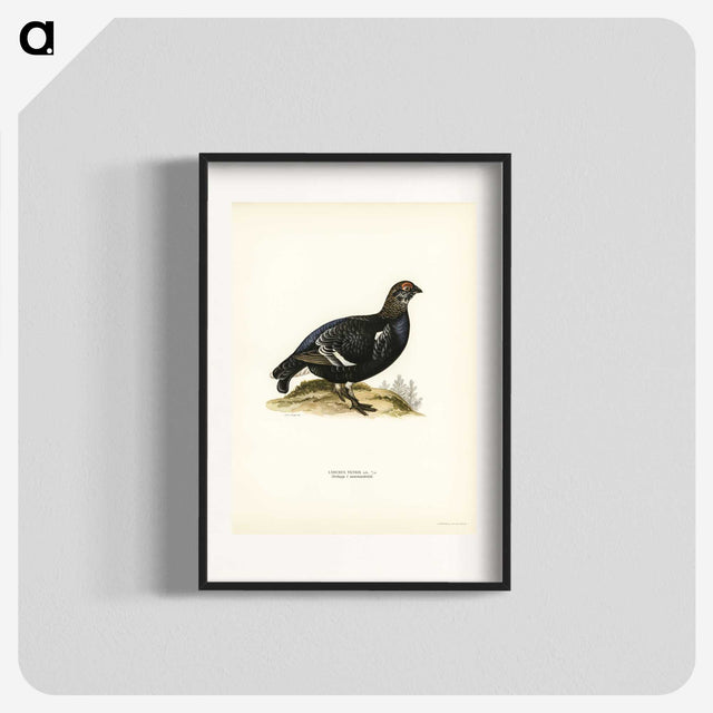 3-49_Svenska-Faglar_blk