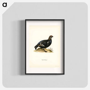 アートポスター-Black Grouse
 - スヴェンスカ フォグラル Poster.