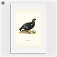 3-49_Svenska-Faglar_picture
