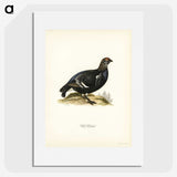 3-49_Svenska-Faglar_picture