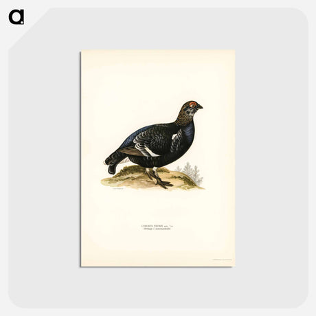 アートポストカード-Black Grouse
 - スヴェンスカ フォグラル Postcard.