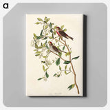 アートパネル-Lesser Red-Poll
 - アメリカの鳥たち Canvas.