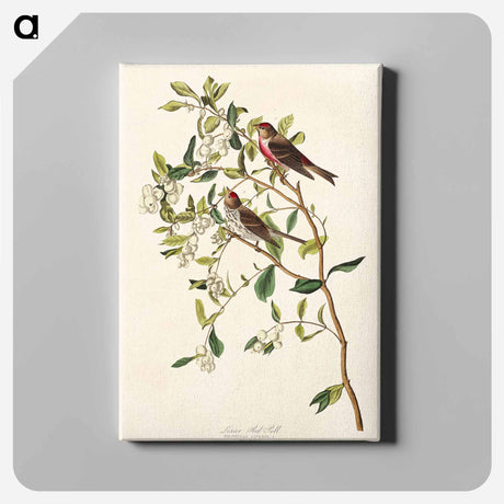 アートパネル-Lesser Red-Poll
 - アメリカの鳥たち Canvas.