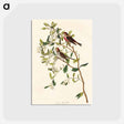 アートポストカード-Lesser Red-Poll
 - アメリカの鳥たち Postcard.