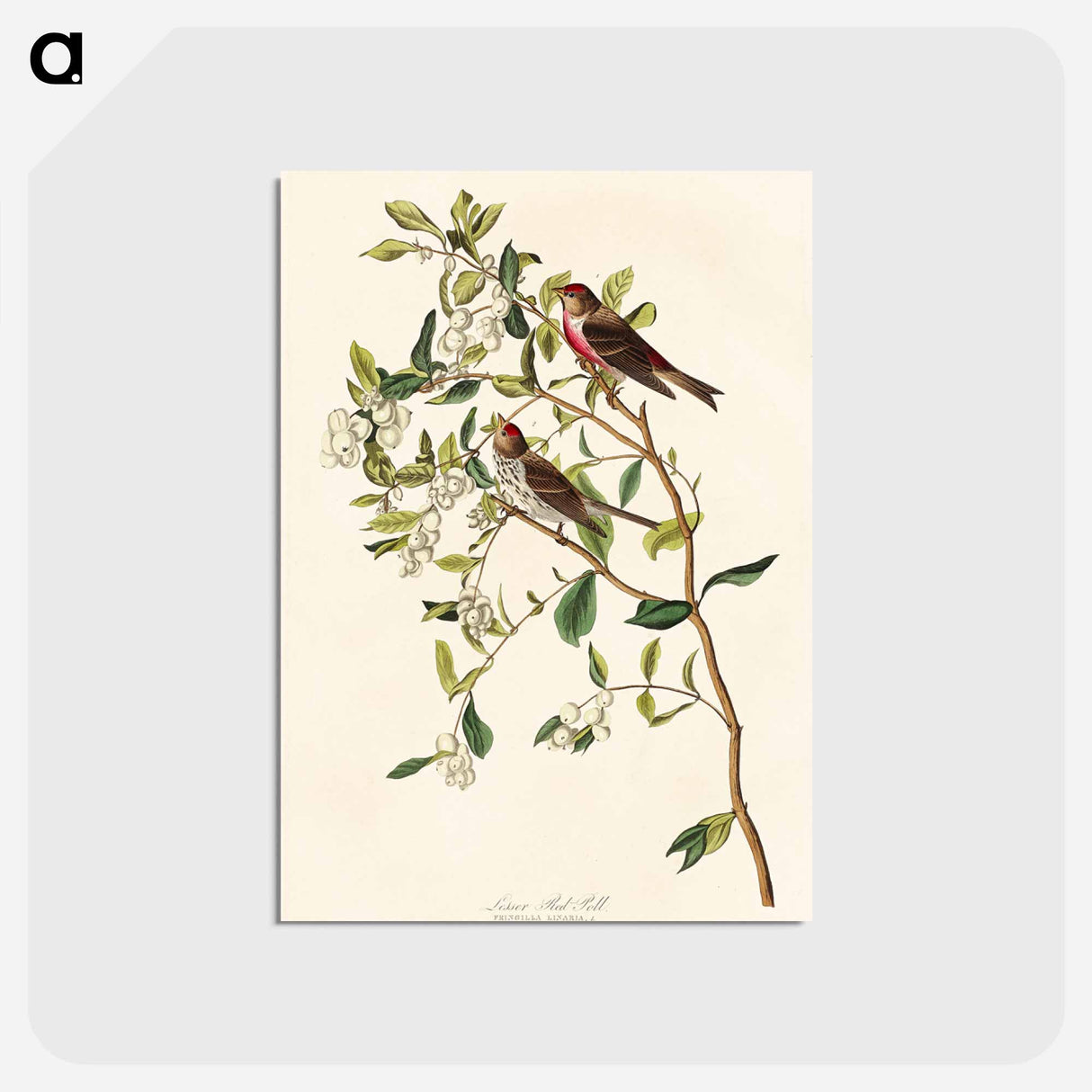 アートポストカード-Lesser Red-Poll
 - アメリカの鳥たち Postcard.
