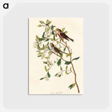 アートポストカード-Lesser Red-Poll
 - アメリカの鳥たち Postcard.