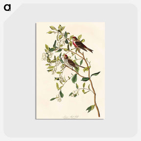 アートポストカード-Lesser Red-Poll
 - アメリカの鳥たち Postcard.