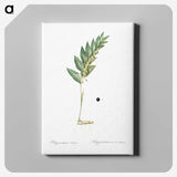 3-49_The-Lilies_canvas