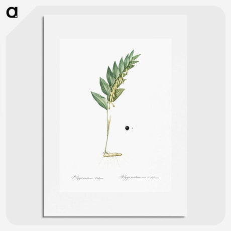 3-49_The-Lilies_picture