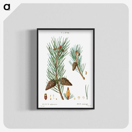 3-49_Treatise-on-Trees-and-Shrubs_blk-crop