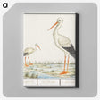 3-4_Anselmus-Boetius-de-Boodt_canvas