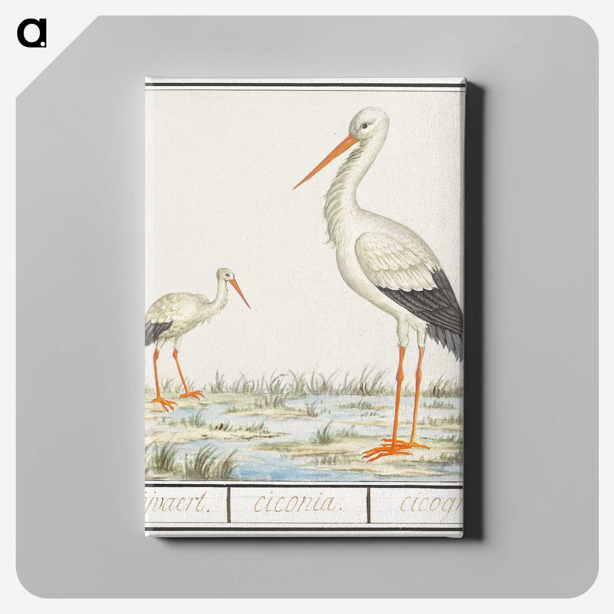 3-4_Anselmus-Boetius-de-Boodt_canvas