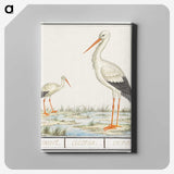3-4_Anselmus-Boetius-de-Boodt_canvas