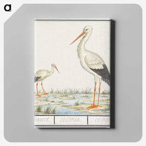 3-4_Anselmus-Boetius-de-Boodt_canvas