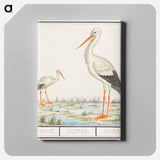 The Stork - アンセルムス ボエティウス デ ブート Canvas.