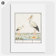 3-4_Anselmus-Boetius-de-Boodt_picture