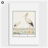 3-4_Anselmus-Boetius-de-Boodt_picture