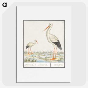3-4_Anselmus-Boetius-de-Boodt_picture