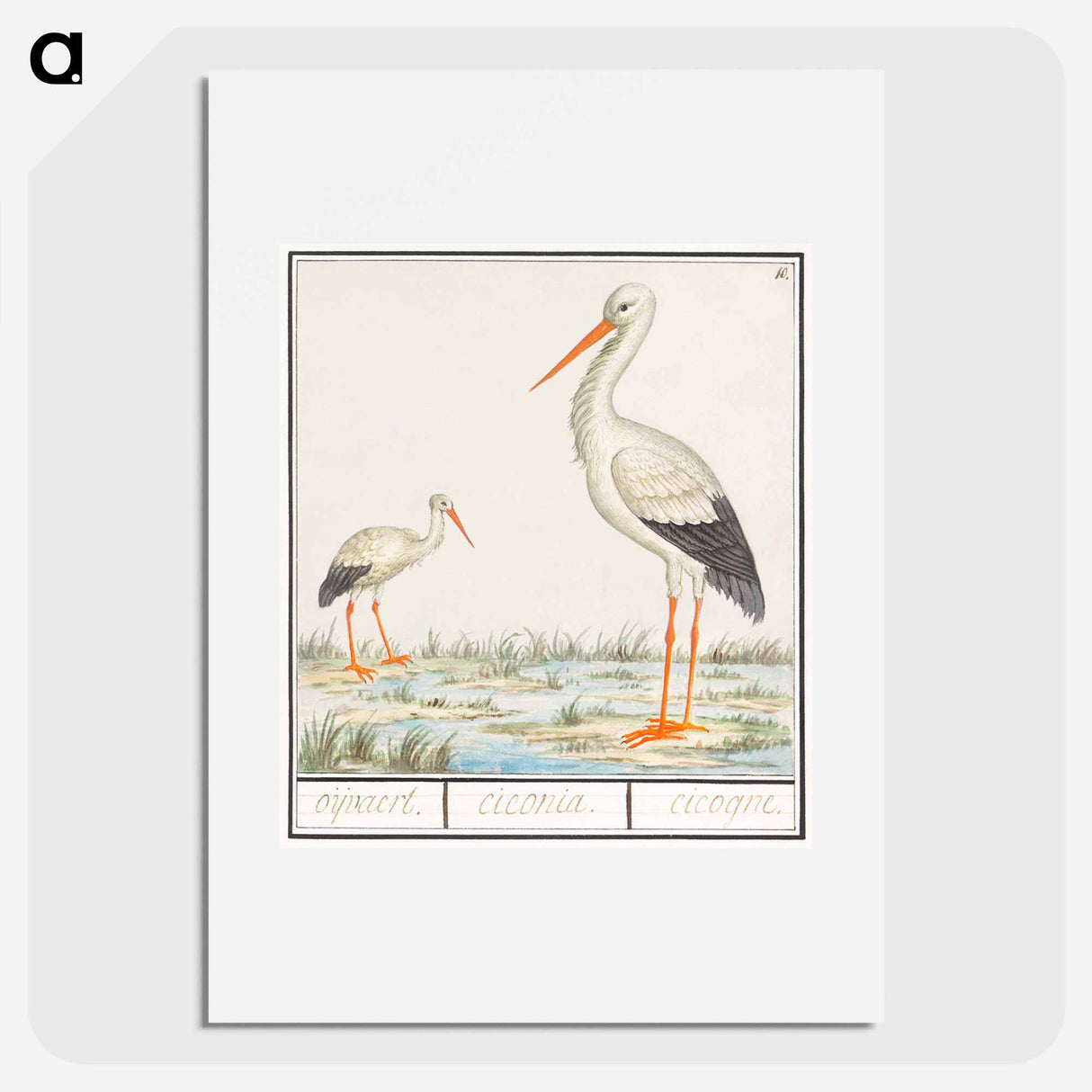 The Stork - アンセルムス ボエティウス デ ブート Poster.
