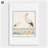 The Stork - アンセルムス ボエティウス デ ブート Poster.