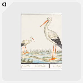 アートポストカード-The Stork - アンセルムス ボエティウス デ ブート Postcard.