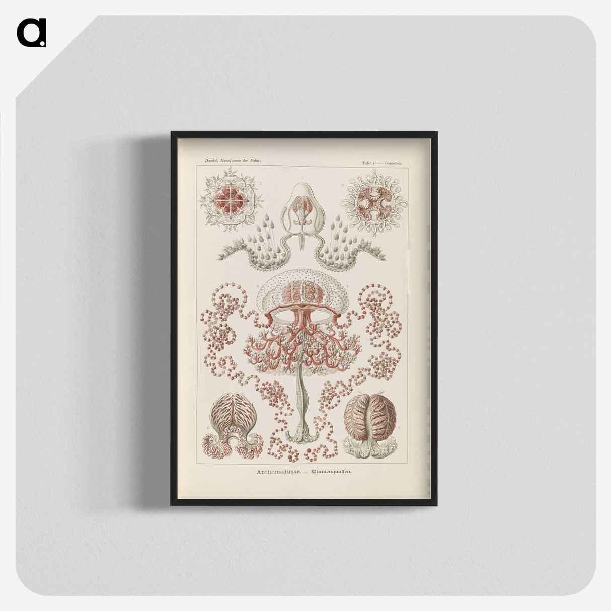 3-4_Ernst-Haeckel_blk-crop