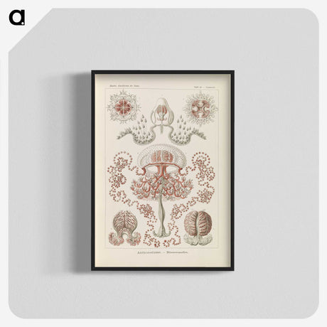 3-4_Ernst-Haeckel_blk-crop