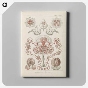 3-4_Ernst-Haeckel_canvas