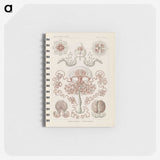 3-4_Ernst-Haeckel_memo