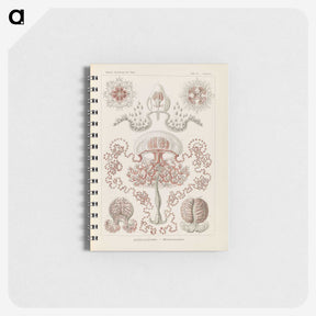 3-4_Ernst-Haeckel_memo
