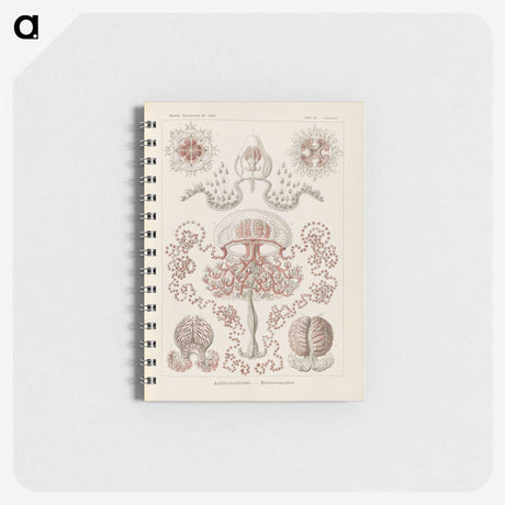3-4_Ernst-Haeckel_memo