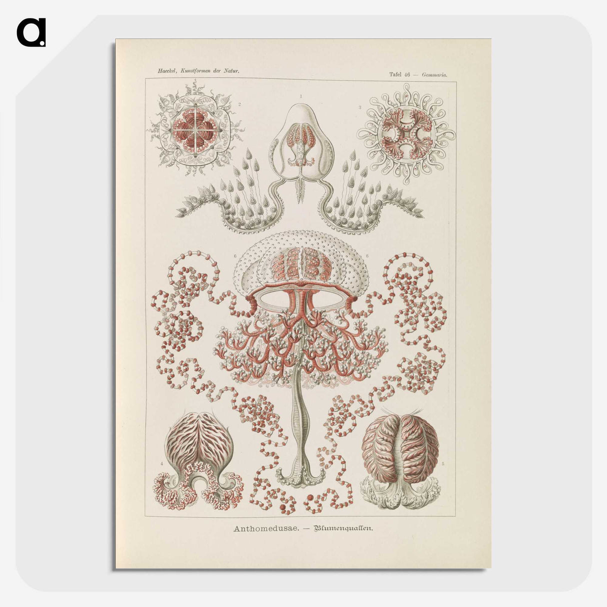 3-4_Ernst-Haeckel_picture-crop