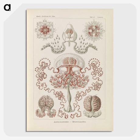 3-4_Ernst-Haeckel_picture-crop