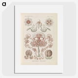 3-4_Ernst-Haeckel_picture