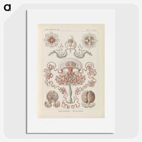 3-4_Ernst-Haeckel_picture
