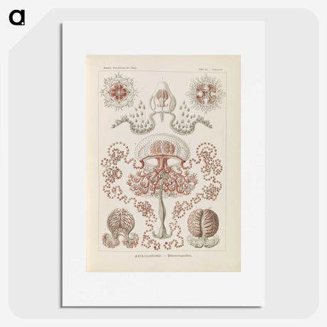 3-4_Ernst-Haeckel_picture