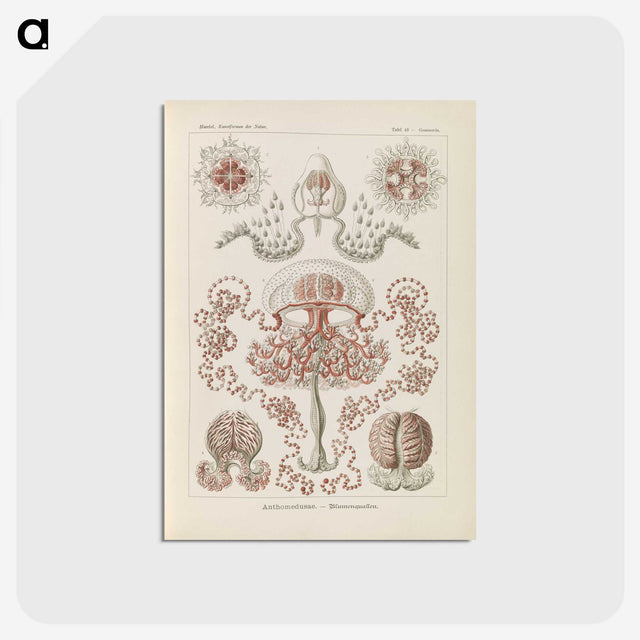 3-4_Ernst-Haeckel_postcard